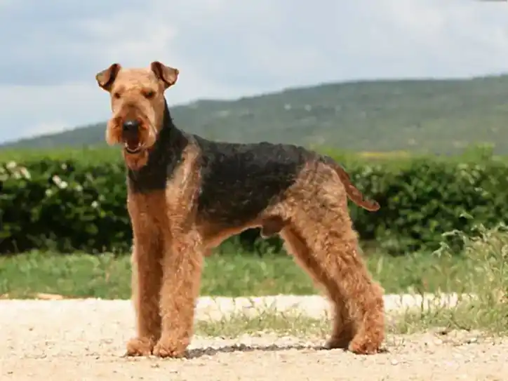 Airedale Terrier Köpek Eğitimi