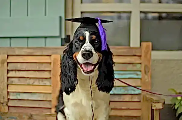 Köpek Egitimi Merkezinde Ne Ögreniyoruz