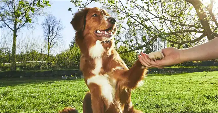 Köpek Eğitimi Metotları İlk Adımlar ve İpuçları