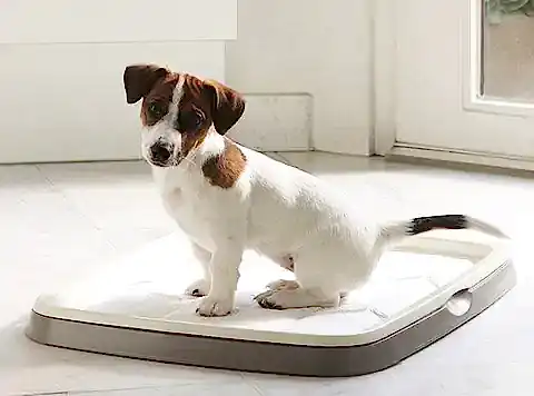 Köpek Eğitimi Tuvalet