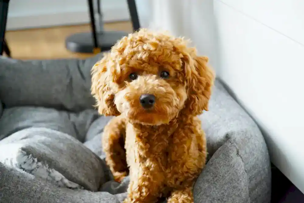 Toy Poodle Yavru ve Bakimi