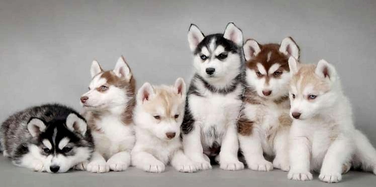 kÃ¶pekler ile ilgili gÃ¶rsel sonucu