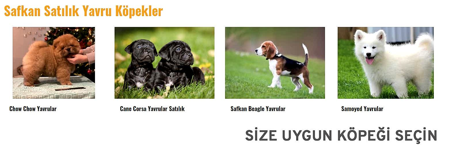  satilik yavru köpek