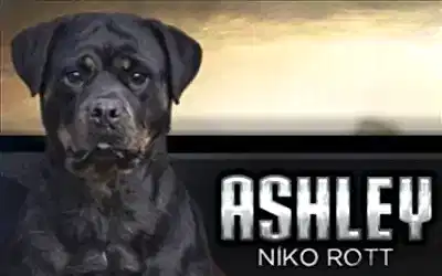 Ashley NİKO ROTT