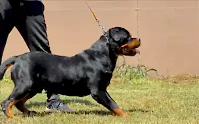 BRANDO vom Entferntland