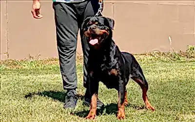 Cherry Hause Of İstanbul 