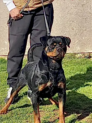 CICI HAUSE OF ISTANBUL