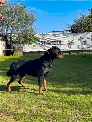 TANYA HAUSE OF ISTANBUL