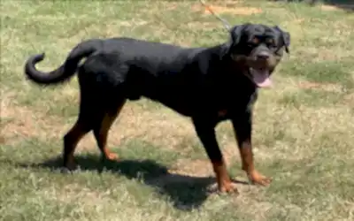 Tesla Hause Of İstanbul