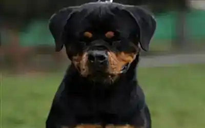 Ursa Vom Hause Edelstein 