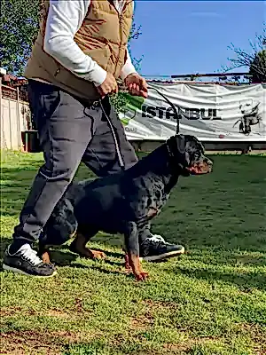 YONG  HAUSE OF ISTANBUL